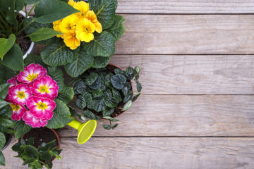 https://elements.envato.com/gardening-tools-and-flowers-D5E3TSJ